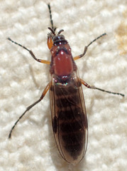 Dilophus strigilatus