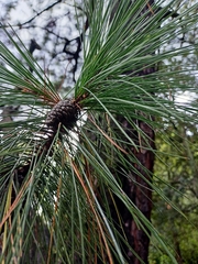 Pinus teocote