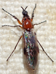 Dilophus strigilatus
