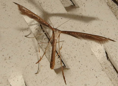 Lioptilodes albistriolatus