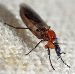 Dilophus strigilatus