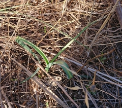 Muscari comosum