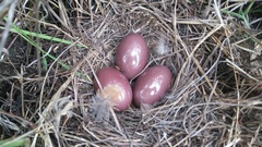 Nothoprocta curvirostris