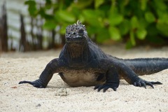 Marine Iguana photo 5