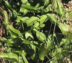 Arisarum simorrhinum