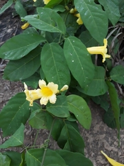 Adenocalymma calcareum