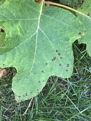 Cercospora hydrangeae