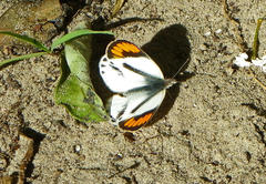 Colotis euippe omphale