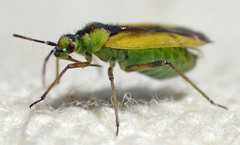 Macrotylus dorsalis