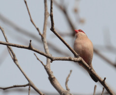 Estrilda troglodytes