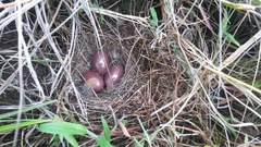 Nothoprocta curvirostris