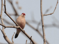 Estrilda troglodytes