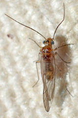 Cuneopalpus cyanops