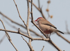 Estrilda troglodytes