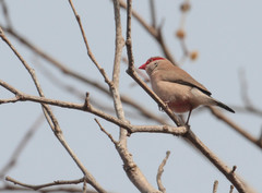 Estrilda troglodytes