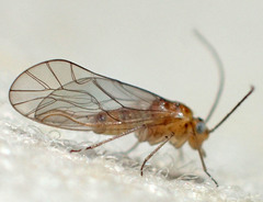 Cuneopalpus cyanops
