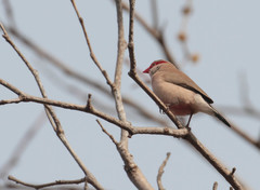 Estrilda troglodytes