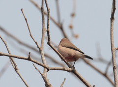 Estrilda troglodytes