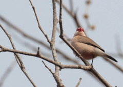 Estrilda troglodytes