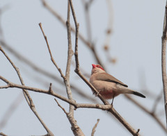 Estrilda troglodytes