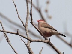 Estrilda troglodytes