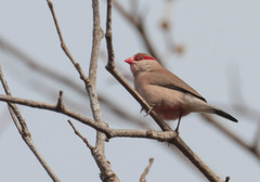 Estrilda troglodytes