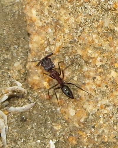 Southern Trap-jaw ant