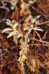 Solanum cleistogamum