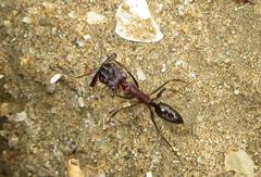 Odontomachus assiniensis