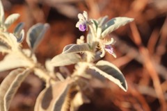 Solanum cleistogamum