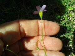 Oxalis caprina