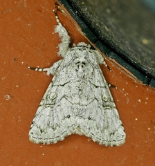 Charadra dispulsa