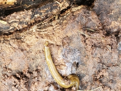 Diversibipalium multilineatum