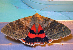 Catocala elocata