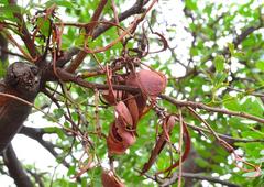 Schotia brachypetala