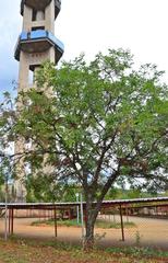 Schotia brachypetala