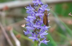 Euphyes dukesi calhouni