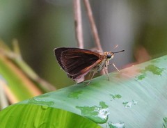 Euphyes dukesi calhouni