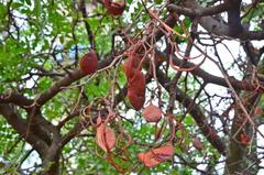 Schotia brachypetala