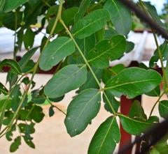 Schotia brachypetala