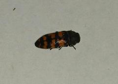 Acmaeodera wittmeri