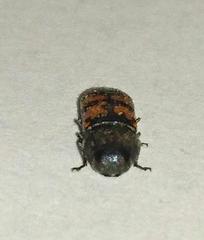 Acmaeodera wittmeri