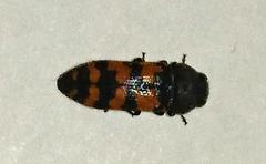Acmaeodera wittmeri