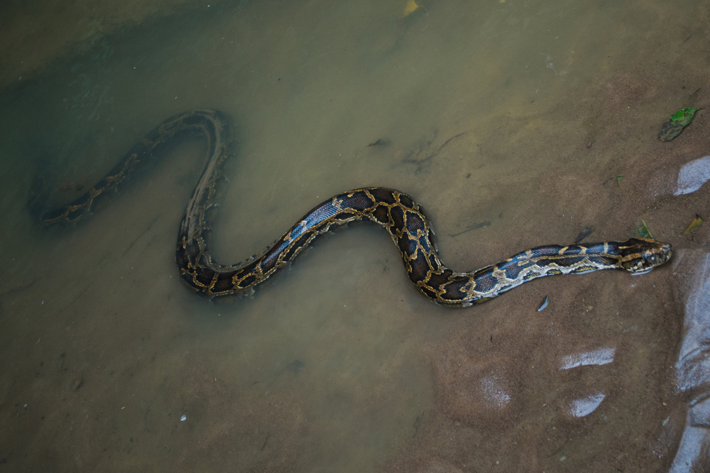 Burmese Python in February 2015 by Vijay Anand Ismavel. Burmese Python ...
