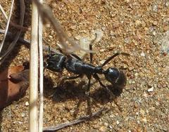 Paltothyreus tarsatus