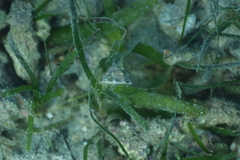 Trochida
