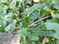 Phyllocoptes wisconsinensis