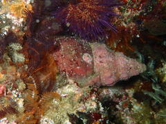 Tonnoidea