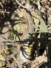 Sceloporus occidentalis becki