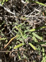 Salvia brandegeei